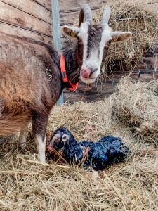 41108 af5cae18373f4aaba3b00de6e223318f 21.2.2025, 14 09 47